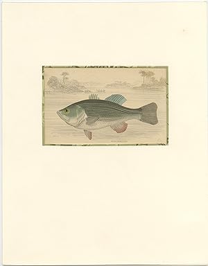 Antique Print of the Black Bass of the Huron (c.1850)