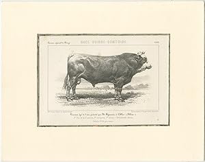 Antique Print of a Swiss-Comtoise Bull (c.1860)