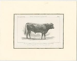 Antique Print of a Durham-Lorraine Bull (c.1860)