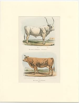 Antique Print of Cattle of Hungary and Bohemia (1865)