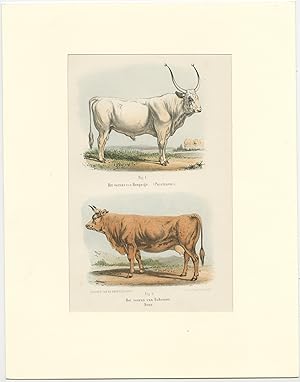 Antique Print of Cattle of Hungary and Bohemia (1865)