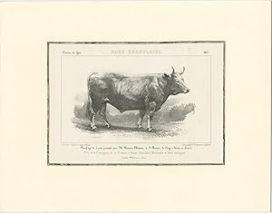 Antique Print of a Charolais Bull (c.1860)