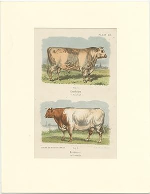 Antique Print of Shorthorn Cattle in France (1865)