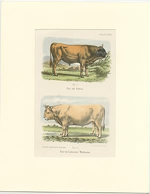 Antique Print of Cattle of Aubrac and Limousin (1865)