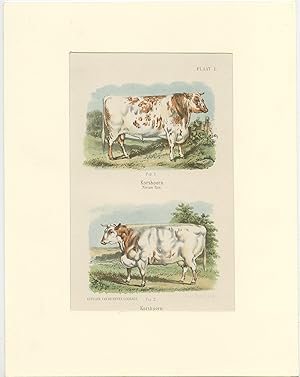 Antique Print of Shorthorn Cattle (1865)