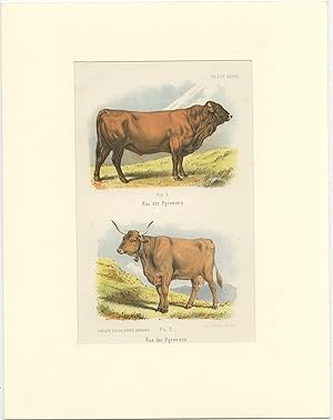 Antique Print of Cattle of the Pyrenees (1865)
