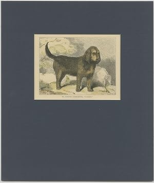 Antique Print of the Otterhound Dog (c.1880)