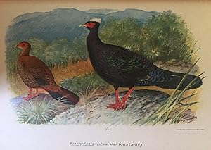 Image du vendeur pour Les oiseaux de l'Indochine Francaise mis en vente par B & L Rootenberg Rare Books, ABAA