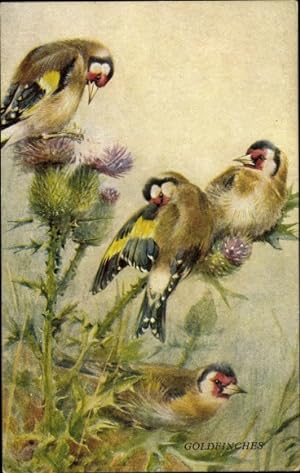 Künstler Ansichtskarte / Postkarte Goldfinches, Goldfinken, Familie im Gras, Distel