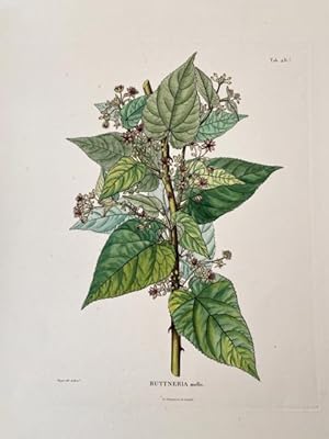 Byttneria mollis . Original Lithographie aus " Nova genera et species plantarum " (1815-1825). Ta...