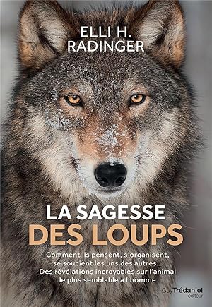 la sagesse des loups ; comment ils pensent, s'organisent, se soucient des autres. des révélations...