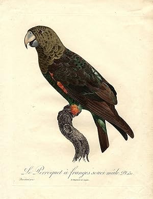 Seller image for Red-bellied Parrot (Le Perroquet  franges souci mle) (Poicephalus rufiventris)] for sale by Donald A. Heald Rare Books (ABAA)