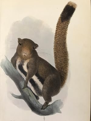 P.Z.S. 1871. PL. X: Sciurus Quinque-Striatus