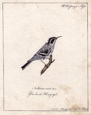 Seller image for Der bunte Honigvogel. Lithographie von C.W.Hahn. for sale by Antiquariat Heinz Tessin
