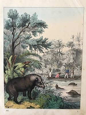 Eine Tapirjagd, "Buch der Welt", 1857/ Tafel 3, zwischen S 16/17