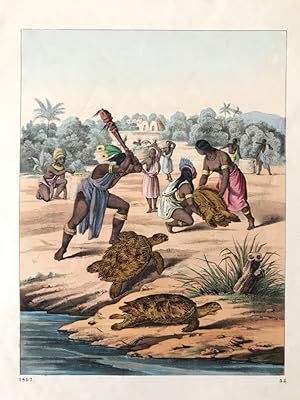 Die Carettschildkröte, "Buch der Welt", 1857/ Tafel 35, zwischen S 272/273
