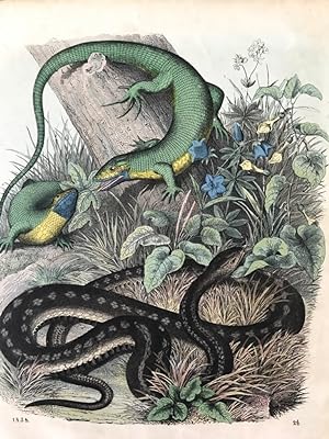 Reptilien: grüne Eidechse (Lacerta Smaragdina) und Aeskulapnatter, "Buch der Welt", 1858/ Tafel 2...
