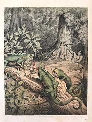 Leguanen - Jagd, "Das Illustrite Buch der Welt: Deutsches Familienbuch für alle Stände", 1867/ Ta...