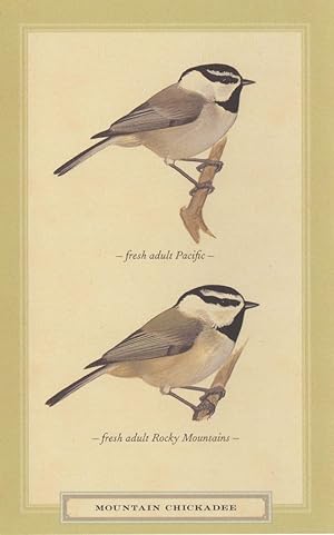 Seller image for Mountain Chickadee Rocky Mountains Pacific Stunning Bird Postcard for sale by Postcard Finder