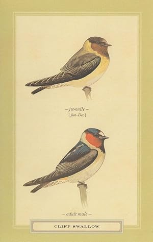 Cliff Swallow Juvenile & Adult Stunning Bird Postcard