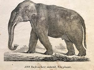 Indischer männlicher Elephant, "Neue Bildergallerie für die Jugend", 1830, III.Band, Tafel 199.