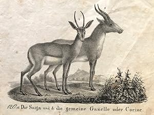 Bild des Verkufers fr Die Saiga und die gemeine Gazelle oder Corine, "Neue Bildergallerie fr die Jugend", 1829, II.Band, Tafel 120. zum Verkauf von Antiquariat Liber Antiqua