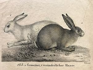 Gemeiner und veränderlicher Haase, "Neue Bildergallerie für die Jugend", 1829, II.Band, Tafel 183...