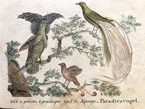 Bild des Verkufers fr grosser, prchtiger und Koenigs - Paradiesvogel, "Neue Bildergallerie fr die Jugend", 1830, III.Band, Tafel 266. zum Verkauf von Antiquariat Liber Antiqua