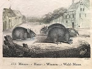 Mäuse: 1. Haus-, 2. Wiesen-, 3. Wald - Maus, "Neue Bildergallerie für die Jugend", 1829, II.Band,...