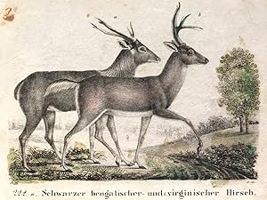 Schwarzer bengalischer- und virginnischer Hirsch, "Neue Bildergallerie für die Jugend", 1830, III...