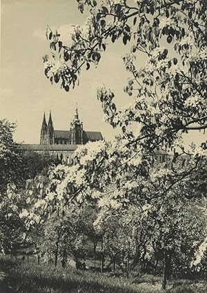 Czech Republic Prague Castle Blossom Trees Old Photo 1935