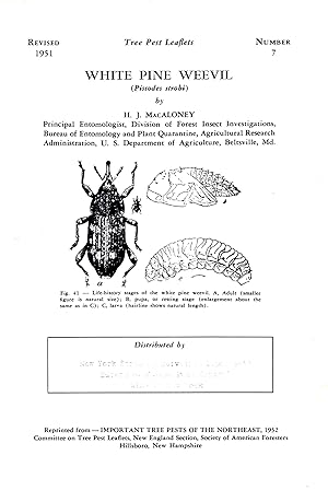 Seller image for White Pine Weevil (Pissodes strobi) for sale by Book Booth