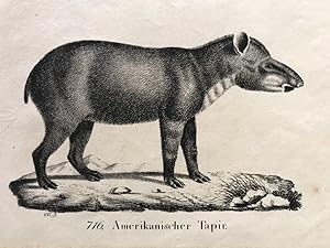 Amerikanischer Tapir, "Neue Bildergallerie für die Jugend", 1834, VII.Band, Tafel 716./ VII.5.