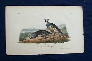 Californian Partridge. Plate 290.