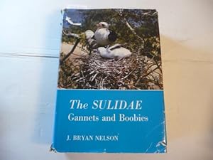 The Sulidae