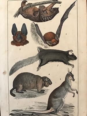 Tierfarblithographie von verschiedenen Beuteltieren (Känguru). Fledermäusen, Flughörnchen etc.