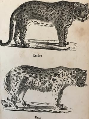 Panther (Leopard) und Unze (Schneeleopard), Taf. XLVIL