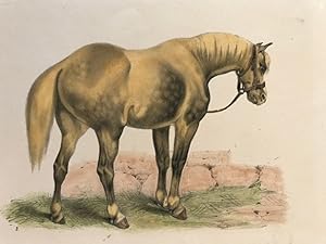Pferdestudie, Farblithograhie um 1900