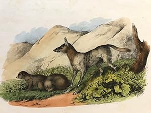 Der Jakal vom Senegal/ Le Chacal du Sénegal/ Arany Farkas/ Canis anthus, "Naturgeschichte. Das Th...
