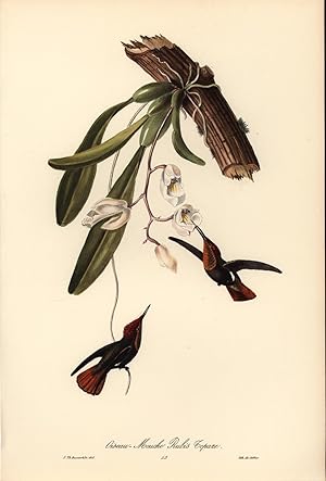 Image du vendeur pour Brasilianische Vgel , Oiseau-Mouche Rubis Topaz , Druck von der Lithographie de Callier. mis en vente par Antiquariat Kastanienhof