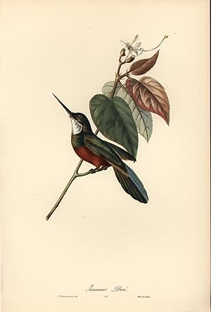 Image du vendeur pour Brasilianische Vgel , Jacamar Dore , Druck von der Lithographie de Callier. mis en vente par Antiquariat Kastanienhof