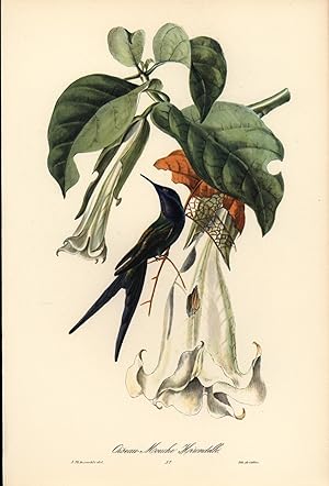 Image du vendeur pour Brasilianische Vgel Oiseau Mouche Hirondelle , Druck von der Lithographie de Callier. mis en vente par Antiquariat Kastanienhof