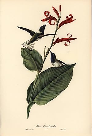 Image du vendeur pour Brasilianische Vgel ,Colibri Topas , Druck von der Lithographie de Callier. mis en vente par Antiquariat Kastanienhof