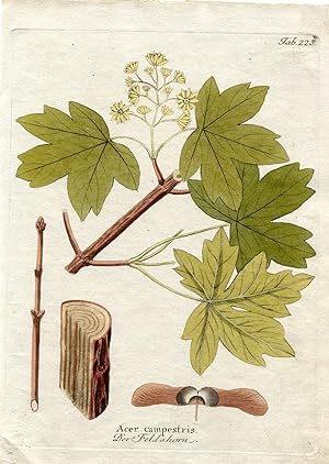 Acer campestris - Der Feldahorn (aus: Icones Plantarum, Tafel Nr. 225).