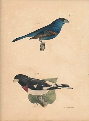 Bird print - Plate 58 from Zoology of New York, or the New-York Fauna. Part II Birds. (Grosbeaks)