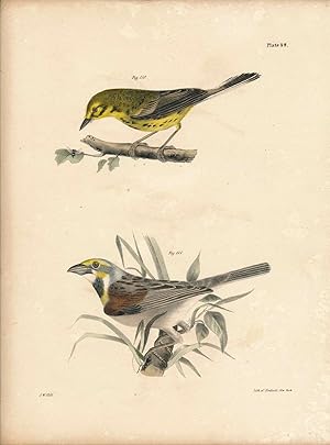 Image du vendeur pour Bird print - Plate 49 from Zoology of New York, or the New-York Fauna. Part II Birds. (Warbler and Bunting) mis en vente par The Kelmscott Bookshop, ABAA