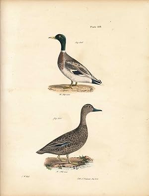 Bird print - Plate 114 from Zoology of New York, or the New-York Fauna. Part II Birds. (Ducks)