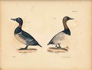 Bird print - Plate 115 from Zoology of New York, or the New-York Fauna. Part II Birds. (Ducks)