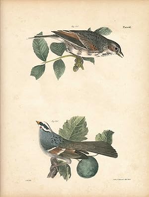 Bird print - Plate 61 from Zoology of New York, or the New-York Fauna. Part II Birds. (Sparrows)