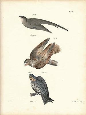Bird print - Plate 27 from Zoology of New York, or the New-York Fauna. Part II Birds. (Sparrow, W...